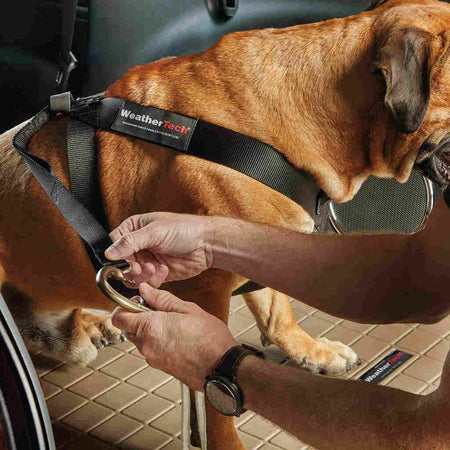 Pet Safety Harness - WeatherTech CH
